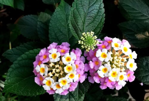 IMG_20191129_200845-01