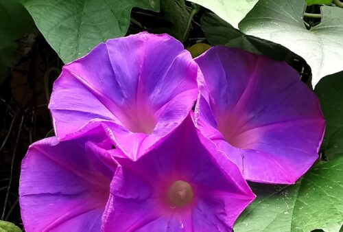 IMG_20200308_123927-01