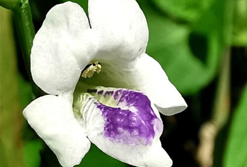 IMG_20200407_102718-01