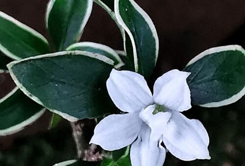 IMG_20200415_142806-01